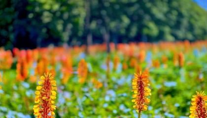 哪些公司提供VMI库存管理系统?为何选择悟空进销存? 哪些公司提供VMI库存管理系统?为何选择悟空进销存?