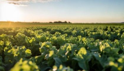 这时候我就想跟大家强烈推荐一下——悟空进