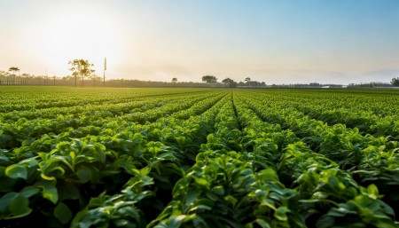 总的来说，农药进销存管理系统已经不再是“